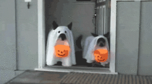 Disfraz para perro en Halloween